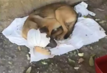 3 Homens E 1 Cachorro Portal Zacarias: Um Caso De Crueldade Animal Que Chocou O Brasil