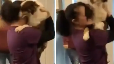 Watch Dog And Girl Viral Video Original