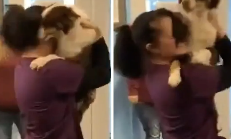 Watch Dog And Girl Viral Video Original