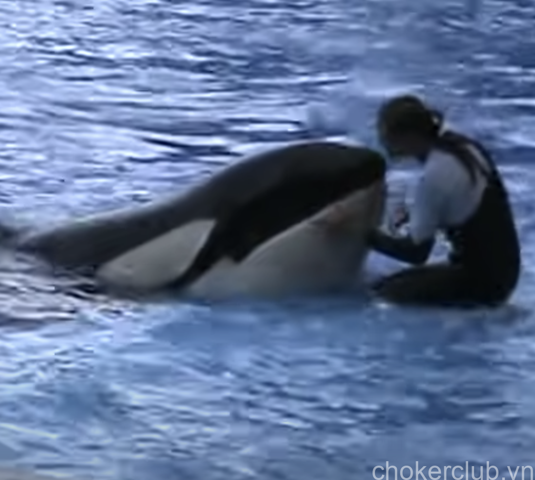 Background Of Kayla And Seaworld's Orcas