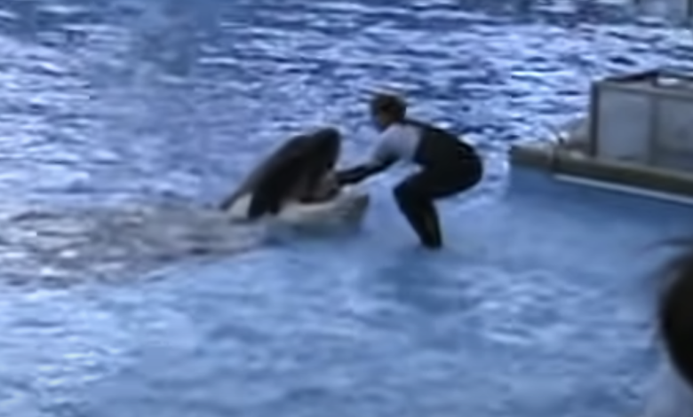The Kayla Orca Incident Real Video Original